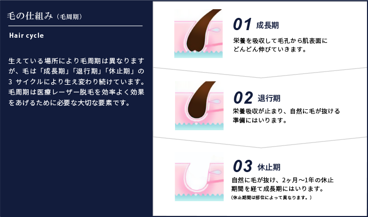毛周期 01成長期・02退行期・03休止期