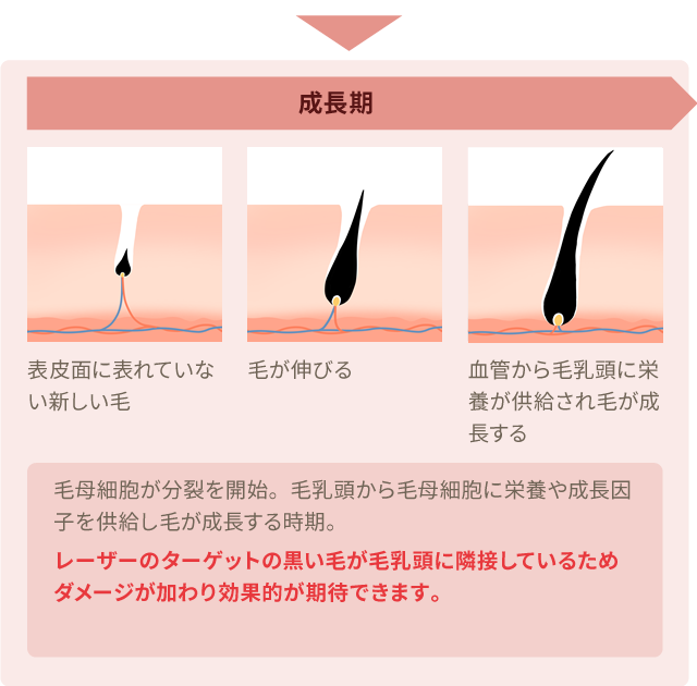 成長期