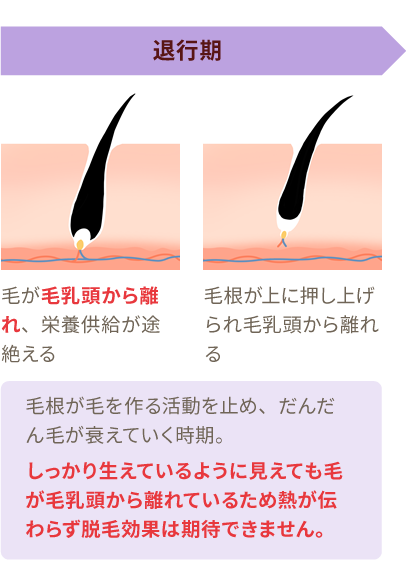 退行期